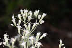 Waxy thoroughwort